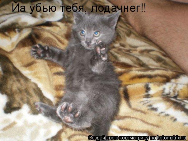 Йа убью тебя, лодачнег!!... Котоматрица: Йа убью тебя, лодачнег!!
