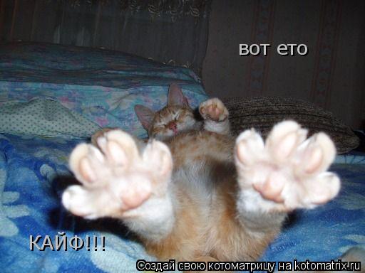 вот ето КАЙФ!!!... Котоматрица: вот ето КАЙФ!!!