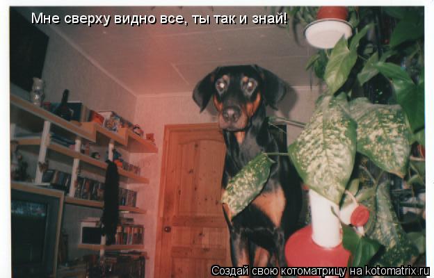 Мне сверху видно все, ты так и знай!... Котоматрица: Мне сверху видно все, ты так и знай!