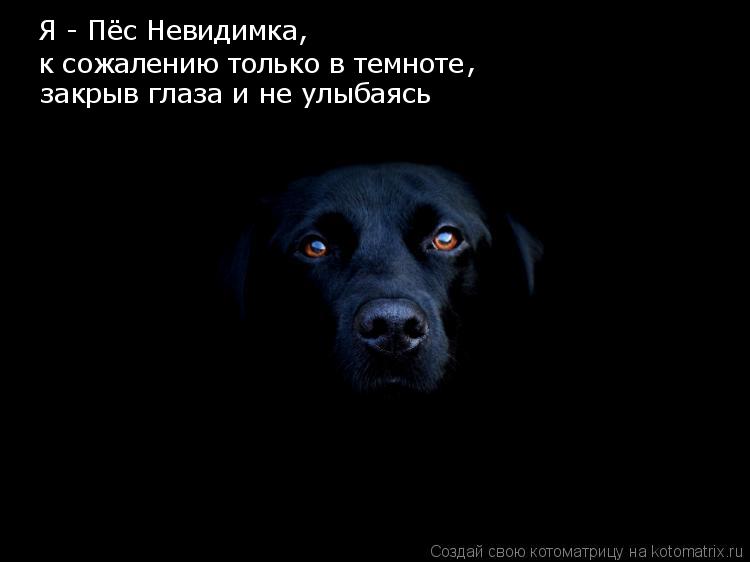 Котоматрица: Я - Пёс Невидимка, к сожалению только в темноте , закрыв глаза и не улыбаясь БУ