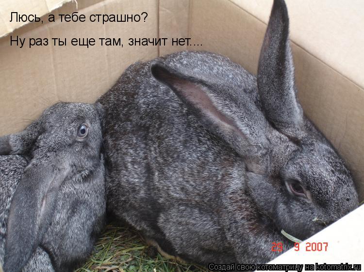 Люсь, а тебе страшно? Ну раз ты еще там, значит нет....... Котоматрица: Люсь, а тебе страшно? Ну раз ты еще там, значит нет....
