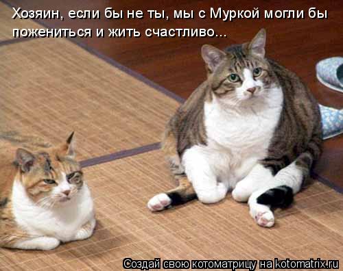 Хозяин, если бы не ты, мы с Муркой могли бы пожениться и жить счастливо...... Котоматрица: Хозяин, если бы не ты, мы с Муркой могли бы пожениться и жить счастливо...