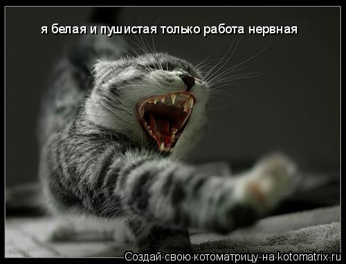 я белая и пушистая только работа нервная... Котоматрица: я белая и пушистая только работа нервная