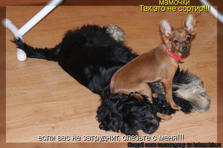 если вас не затруднит, слезьте с меня!!! мамочки Так это не сортир!!!... Котоматрица: если вас не затруднит, слезьте с меня!!! мамочки Так это не сортир!!!