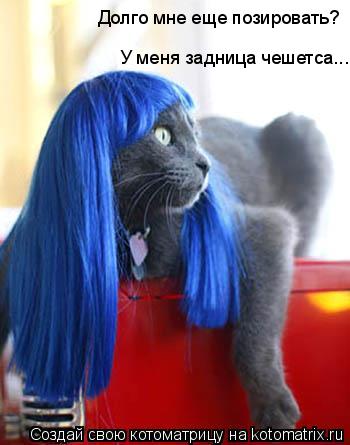 Долго мне еще позировать? У меня задница чешетса...... Котоматрица: Долго мне еще позировать? У меня задница чешетса...