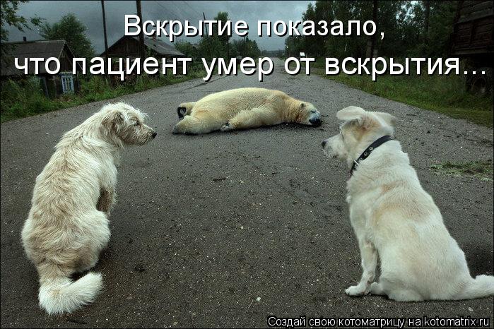 Вскрытие показало, что пациент умер от вскрытия...... Котоматрица: Вскрытие показало, что пациент умер от вскрытия...