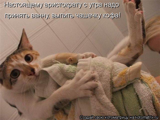 Настоящему аристократу с утра надо принять ванну, выпить чашечку кофа!... Котоматрица: Настоящему аристократу с утра надо принять ванну, выпить чашечку кофа!