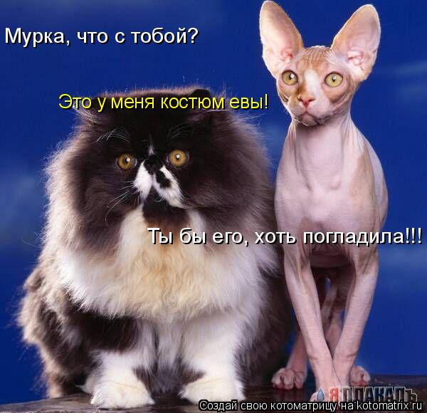 Мурка, что с тобой? Это у меня костюм евы! Ты бы его, хоть погладила!!!... Котоматрица: Мурка, что с тобой? Это у меня костюм евы! Ты бы его, хоть погладила!!!