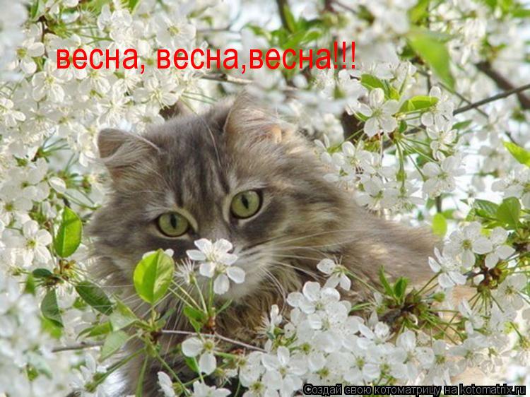 весна, весна,весна!!!... Котоматрица: весна, весна,весна!!!