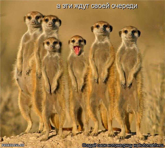 а эти ждут своей очереди... Котоматрица: а эти ждут своей очереди