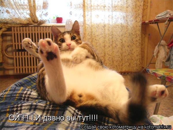ОЙ ! ! ! И давно вы тут!!!!... Котоматрица: ОЙ ! ! ! И давно вы тут!!!!