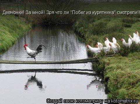 Девчонки! За мной! Зря что ли "Побег из курятника" смотрели!!!!!... Котоматрица: Девчонки! За мной! Зря что ли "Побег из курятника" смотрели!!!!!