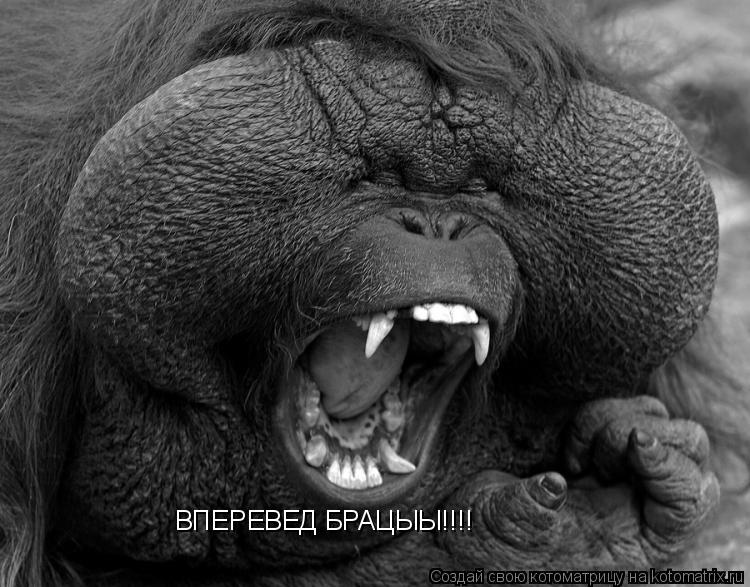 ВПЕРЕВЕД БРАЦЫЫ!!!!... Котоматрица: ВПЕРЕВЕД БРАЦЫЫ!!!!