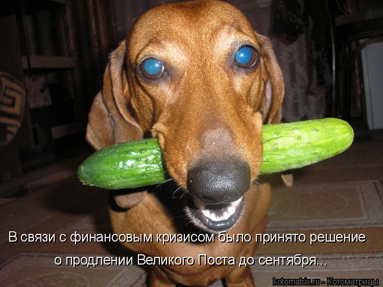 В связи с финансовым кризисом было принято решение о продлении Великого Поста до сентября…..... Котоматрица: В связи с финансовым кризисом было принято решение о продлении Великого Поста до сентября…..