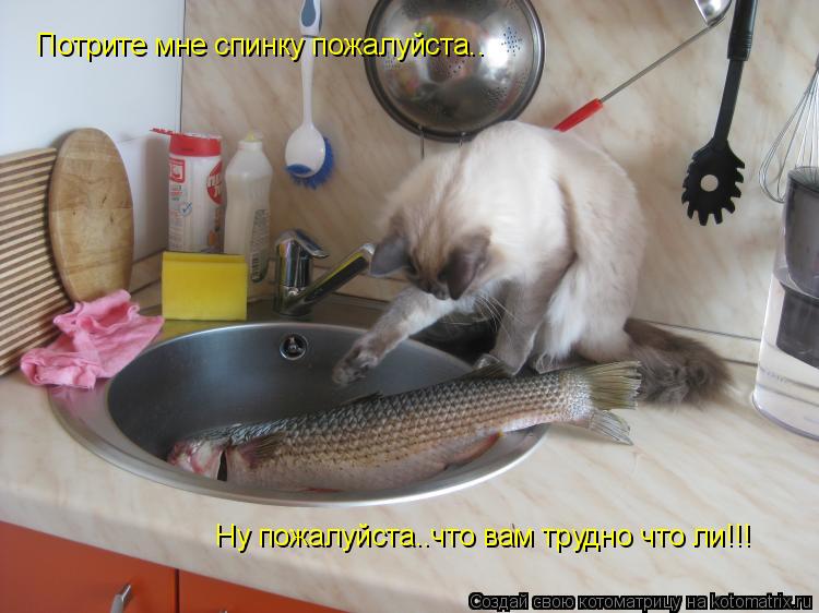 Потрите мне спинку пожалуйста.. Ну пожалуйста..что вам трудно что ли!!!... Котоматрица: Потрите мне спинку пожалуйста.. Ну пожалуйста..что вам трудно что ли!!!