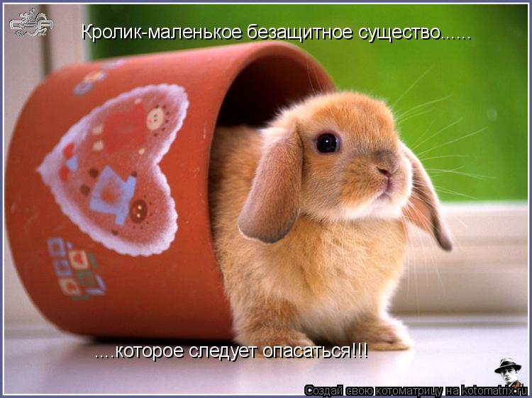 ....которое следует опасаться!!! Кролик-маленькое безащитное существо......... Котоматрица: ....которое следует опасаться!!! Кролик-маленькое безащитное существо......