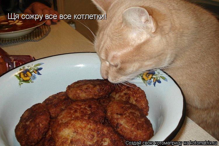 Щя сожру все все котлетки!... Котоматрица: Щя сожру все все котлетки!