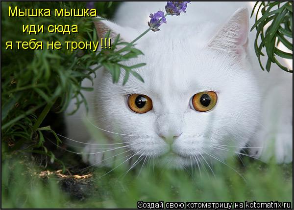 Котоматрица: Мышка мышка Мышка мышка иди сюда я тебя не трону !!!