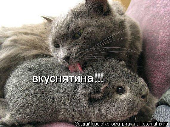 вкуснятина!!!... Котоматрица: вкуснятина!!!
