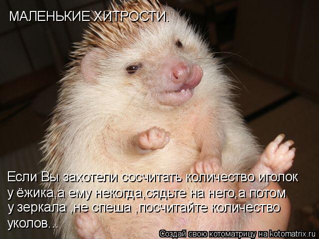 МАЛЕНЬКИЕ ХИТРОСТИ. Если Вы захотели сосчитать количество иголок у ёжика,а ему некогда,сядьте на него... Котоматрица: МАЛЕНЬКИЕ ХИТРОСТИ. Если Вы захотели сосчитать количество иголок у ёжика,а ему некогда,сядьте на него,а потом у зеркала ,не спеша ,посчитайт