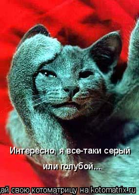 Интересно, я все-таки серый или голубой...... Котоматрица: Интересно, я все-таки серый или голубой...
