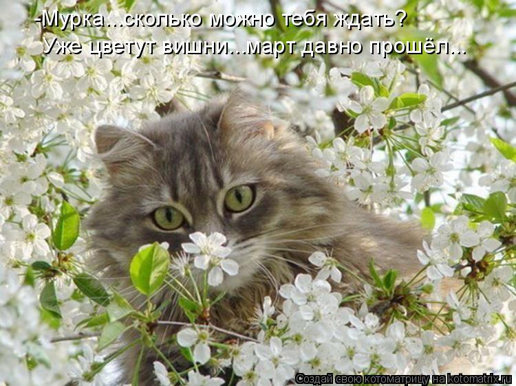 -Мурка...сколько можно тебя ждать? Уже цветут вишни...март давно прошёл...... Котоматрица: -Мурка...сколько можно тебя ждать? Уже цветут вишни...март давно прошёл...