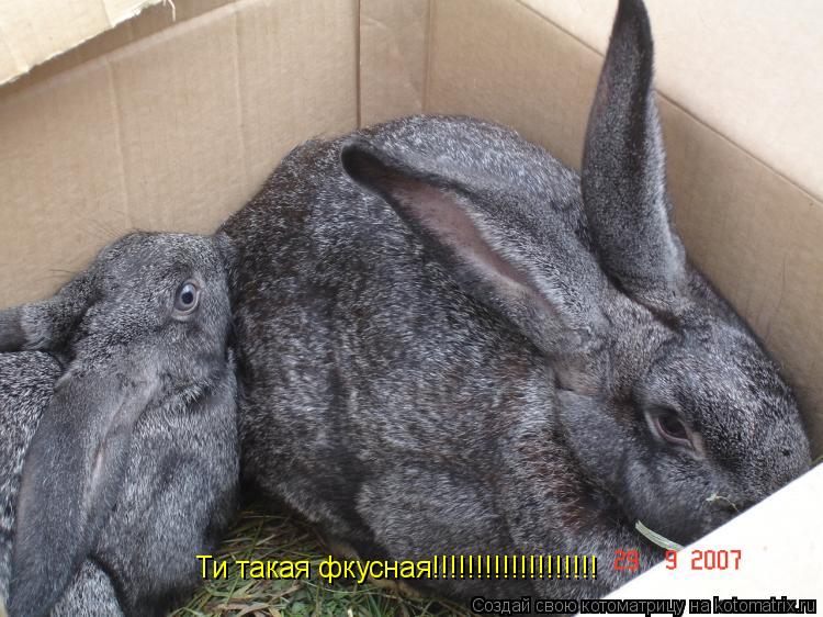 Ти такая фкусная!!!!!!!!!!!!!!!!!!!... Котоматрица: Ти такая фкусная!!!!!!!!!!!!!!!!!!!