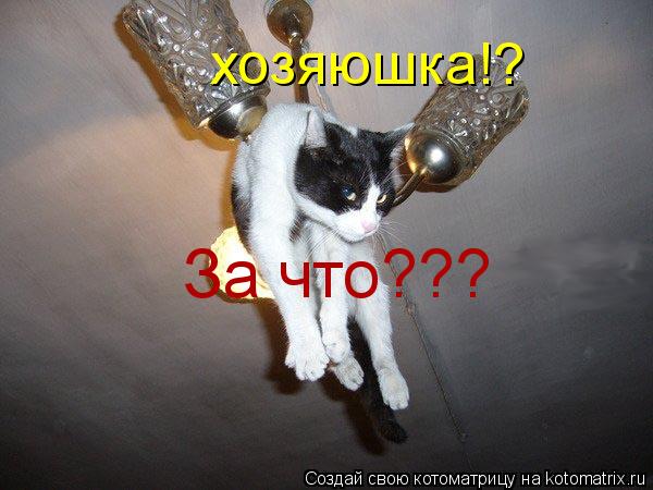 хозяюшка!? За что???... Котоматрица: хозяюшка!? За что???