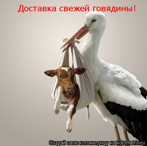 Доставка свежей говядины!... Котоматрица: Доставка свежей говядины!