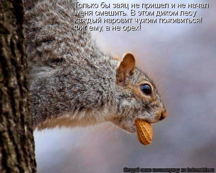 Только бы заяц не пришел и не начал меня смешить. В этом диком лесу каждый наровит чужим поживиться! ... Котоматрица: Только бы заяц не пришел и не начал меня смешить. В этом диком лесу каждый наровит чужим поживиться! Фиг ему, а не орех!