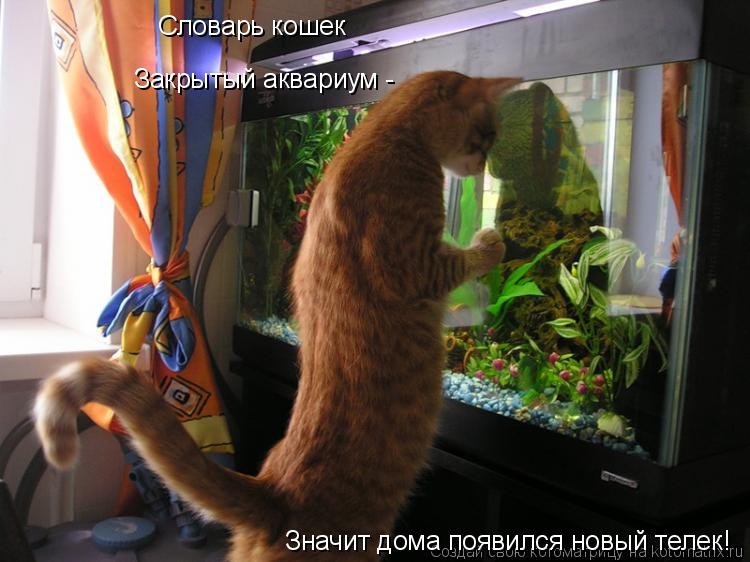 Котоматрица: Словарь кошек Закрытый аквариум -  Значит дома появился новый телек!