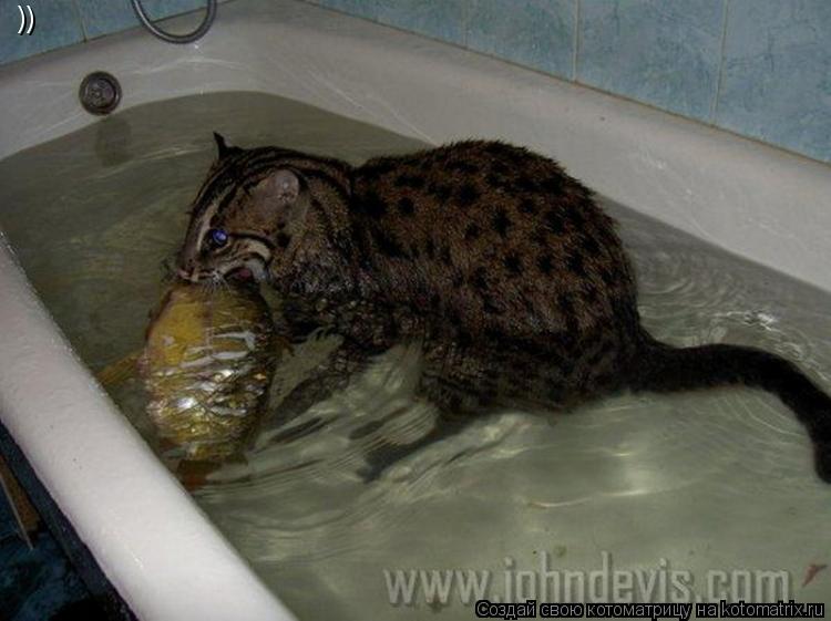 ))... Котоматрица: ))