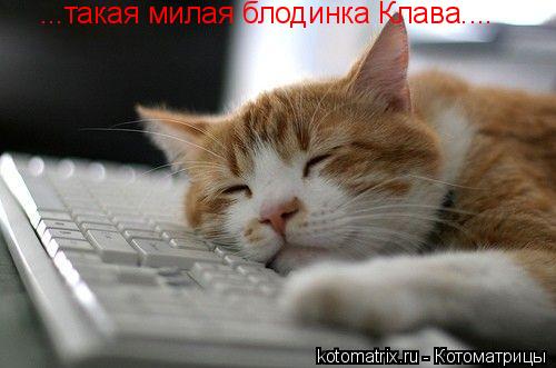 ...такая милая блодинка Клава....... Котоматрица: ...такая милая блодинка Клава....