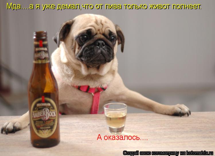 Мда....а я уже демал,что от пива только живот полнеет. А оказалось....... Котоматрица: Мда....а я уже демал,что от пива только живот полнеет. А оказалось....