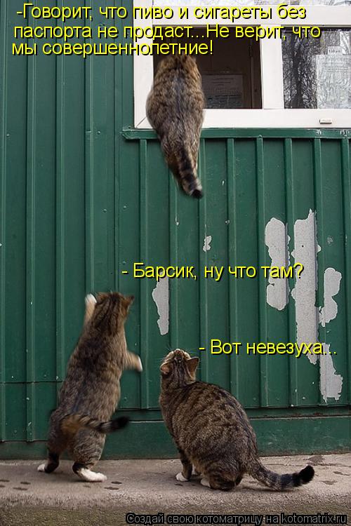 - Барсик, ну что там? - Вот невезуха... -Говорит, что пиво и сигареты без паспорта не продаст...Не ве... Котоматрица: - Барсик, ну что там? - Вот невезуха... -Говорит, что пиво и сигареты без паспорта не продаст...Не верит, что мы совершеннолетние!