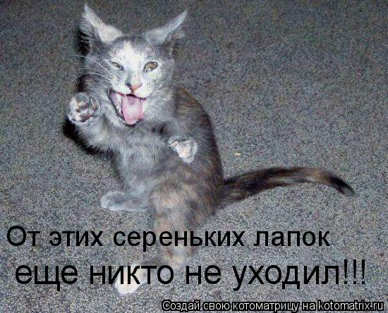 От этих сереньких лапок еще никто не уходил!!!... Котоматрица: От этих сереньких лапок еще никто не уходил!!!