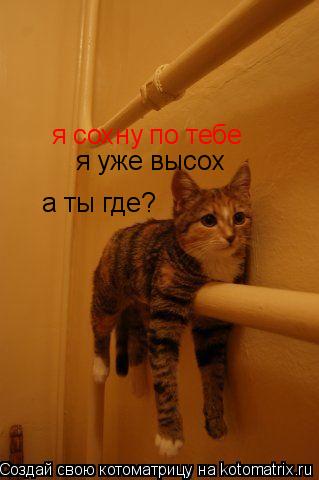 я сохну по тебе я уже высох а ты где?... Котоматрица: я сохну по тебе я уже высох а ты где?