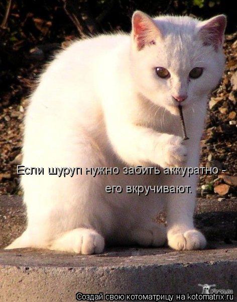 Если шуруп нужно забить аккуратно - его вкручивают.... Котоматрица: Если шуруп нужно забить аккуратно - его вкручивают.