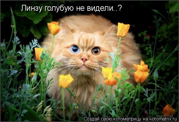 Линзу голубую не видели..?... Котоматрица: Линзу голубую не видели..?