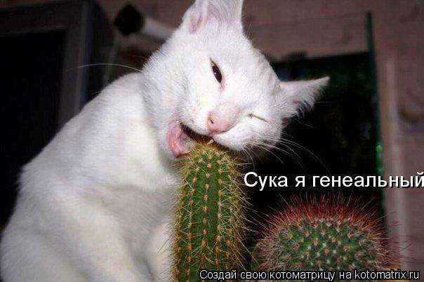 Сука я генеальный!... Котоматрица: Сука я генеальный!