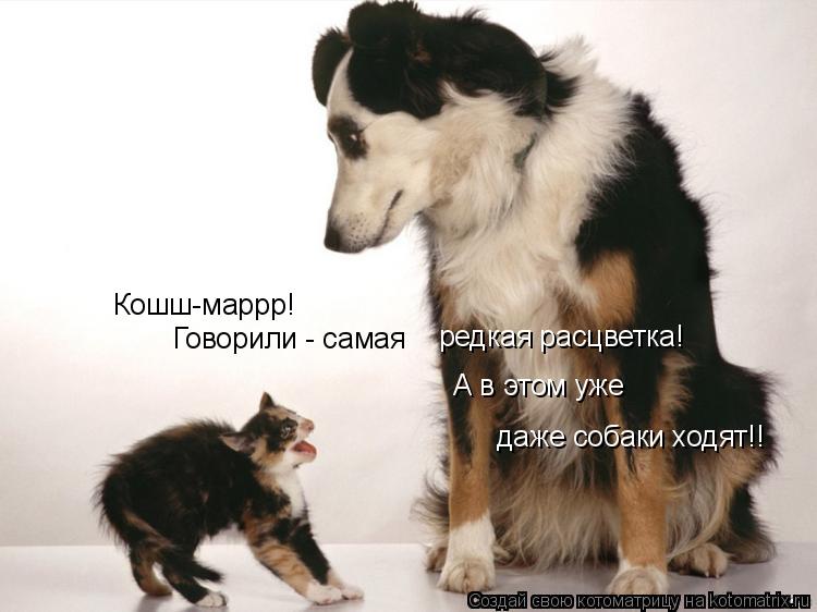Кошш-маррр! Говорили - самая редкая расцветка! А в этом уже даже собаки ходят!!... Котоматрица: Кошш-маррр! Говорили - самая редкая расцветка! А в этом уже даже собаки ходят!!