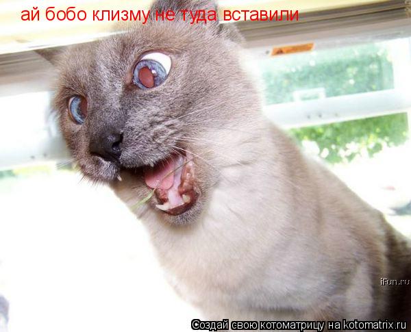 ай бобо клизму не туда вставили... Котоматрица: ай бобо клизму не туда вставили