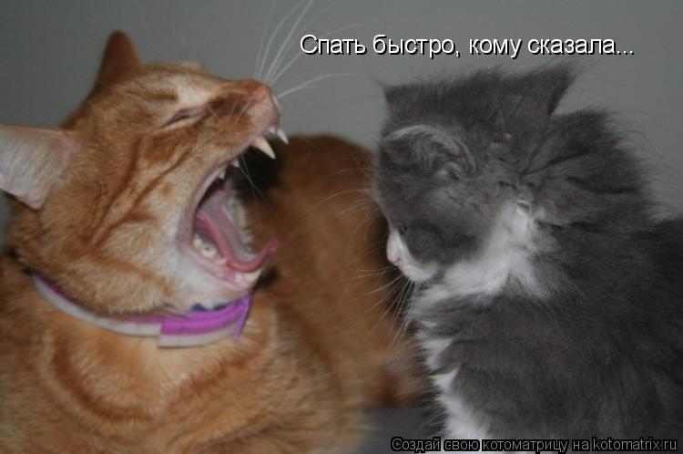 Котоматрица: Спать быстро, кому сказала...