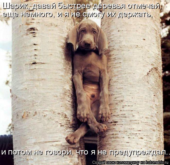 Шарик, давай быстрее деревья отмечай, еще немного, и я не смогу их держать, и потом не говори, что я... Котоматрица: Шарик, давай быстрее деревья отмечай, еще немного, и я не смогу их держать, и потом не говори, что я не предупреждал....