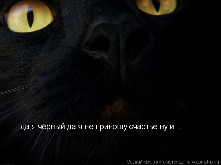 да я чёрный да я не приношу счастье ну и...... Котоматрица: да я чёрный да я не приношу счастье ну и...