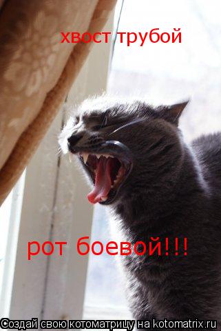 хвост трубой рот боевой!!!... Котоматрица: хвост трубой рот боевой!!!