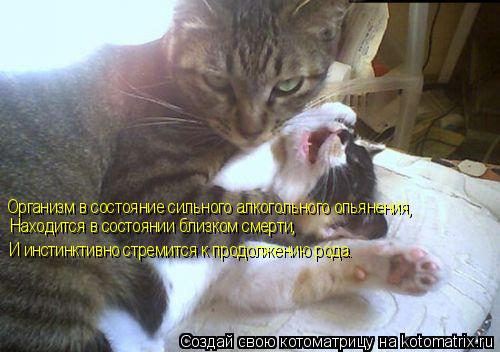 Организм в состояние сильного алкогольного опьянения, Находится в состоянии близком смерти, И инстинк... Котоматрица: Организм в состояние сильного алкогольного опьянения, Находится в состоянии близком смерти, И инстинктивно стремится к продолжению рода.