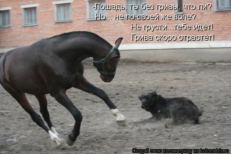 -Лошадь, ты без гривы, что ли? Но... не по своей же воле? Не грусти...тебе идёт! Грива скоро отрастёт... Котоматрица: -Лошадь, ты без гривы, что ли? Но... не по своей же воле? Не грусти...тебе идёт! Грива скоро отрастёт!