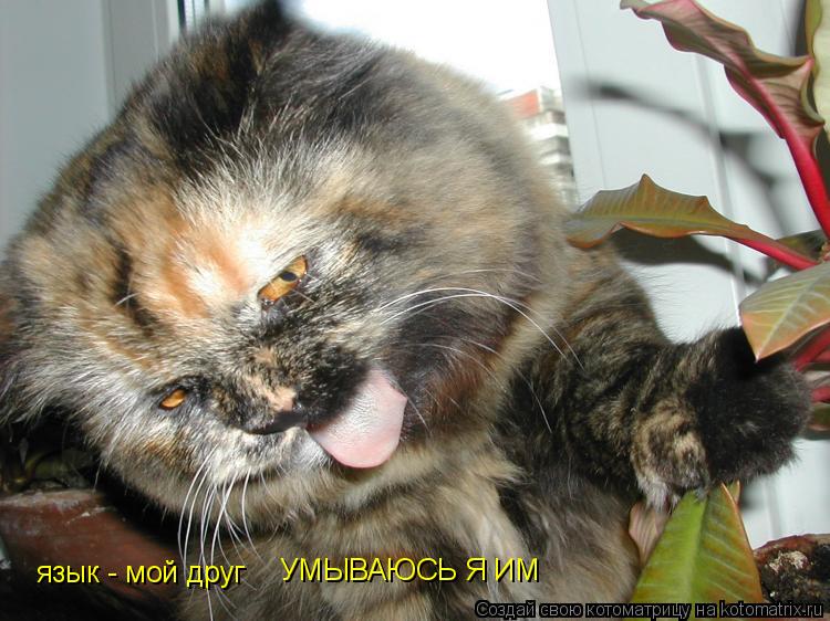 язык - мой друг УМЫВАЮСЬ Я ИМ... Котоматрица: язык - мой друг УМЫВАЮСЬ Я ИМ