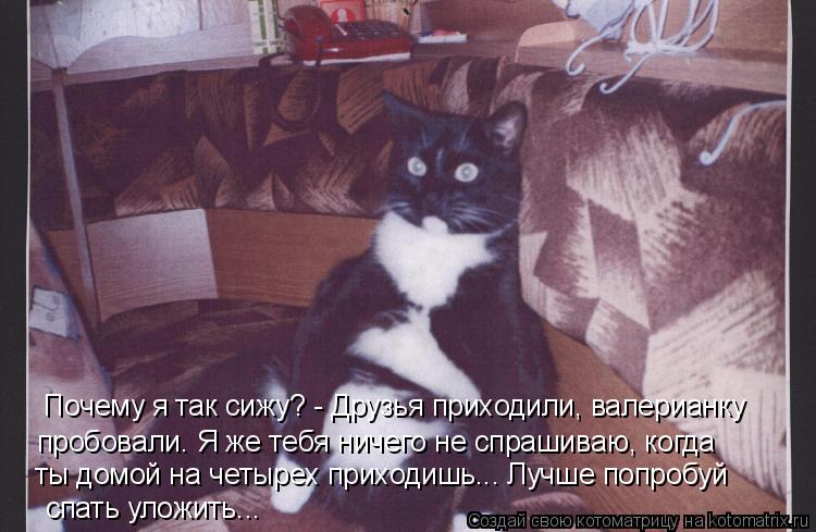 Почему я так сижу? - Друзья приходили, валерианку пробовали. Я же тебя ничего не спрашиваю, когда ты... Котоматрица: Почему я так сижу? - Друзья приходили, валерианку пробовали. Я же тебя ничего не спрашиваю, когда ты домой на четырех приходишь... Лучше попро